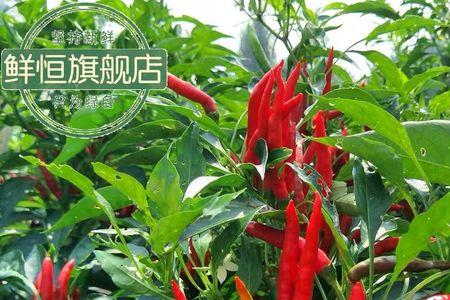 小钢炮辣椒和小米辣哪个辣
