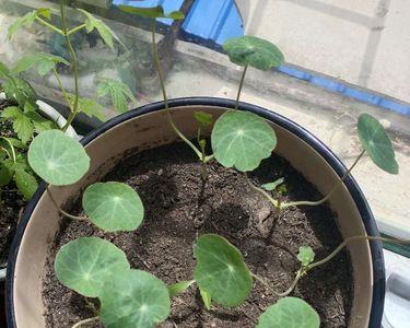 北方荷花什么时候是萌芽期发芽