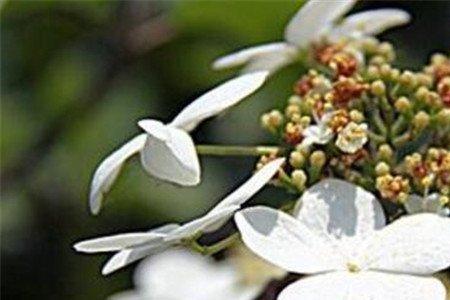 羊琼花花语