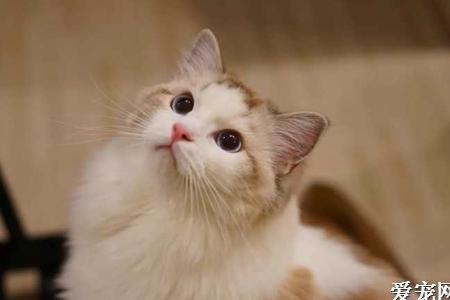 布偶猫的身体语言