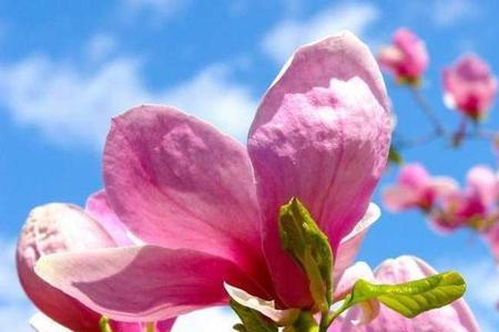 玉兰树叶可以做养花的植料吗