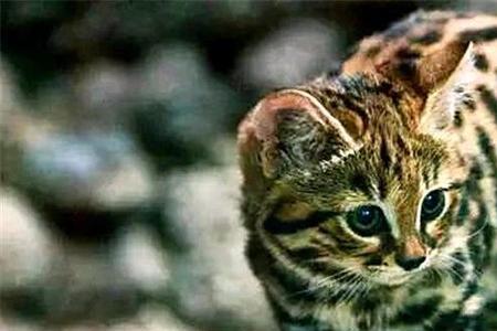 猫科动物有几个肉垫