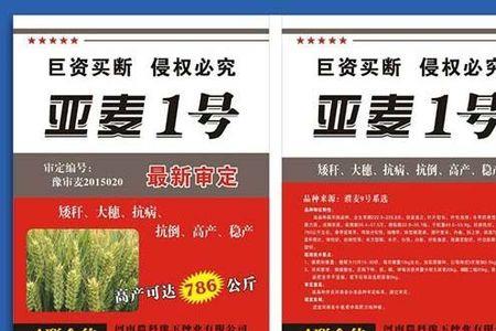 金钻一号小麦品种