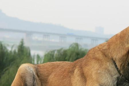 马犬只吃不胖为什么