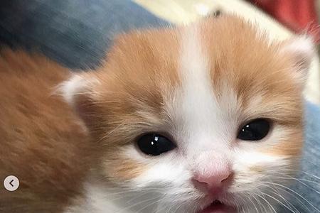 猫咪12周龄是多大