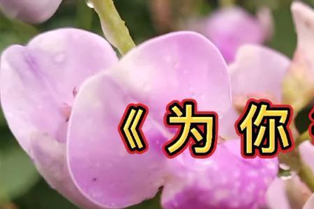 不会一直为你着迷什么意思