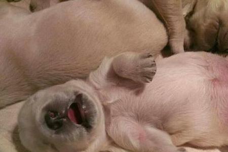 母犬要生的时候奶水的颜色