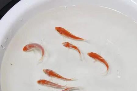 4条金鱼一天喂多少粒鱼食