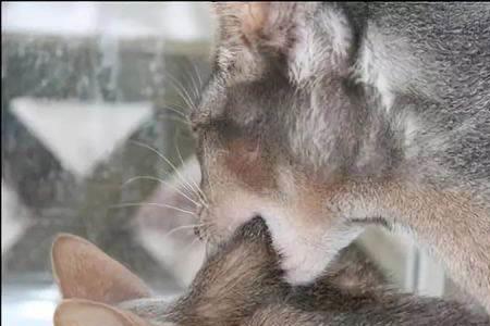 为什么孕猫遇到公猫突然嚎叫