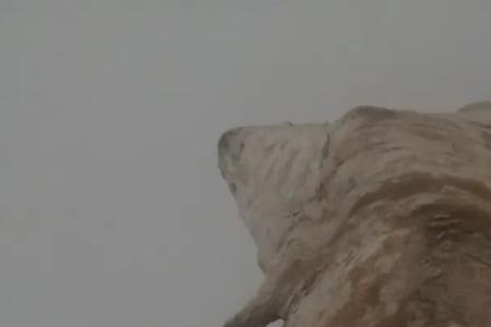 崖柏透骨香是什么意思