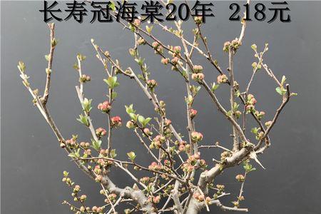 长寿冠海棠冬季修剪