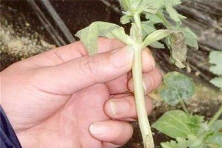 植物缓苗原理