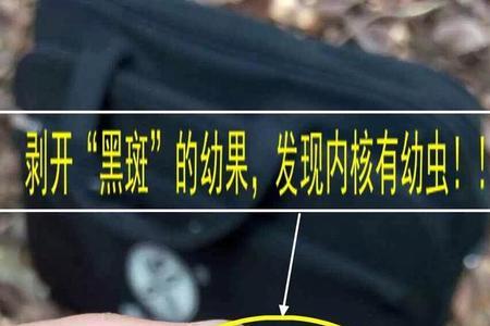 杀虫双能杀荔枝蒂蛀虫吗