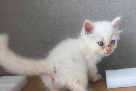 五个月的猫算成年吗