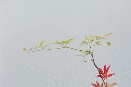 形容插花的成语有哪些