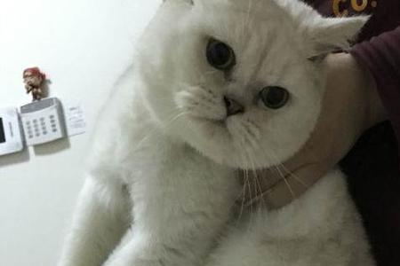 公猫体温高正常么