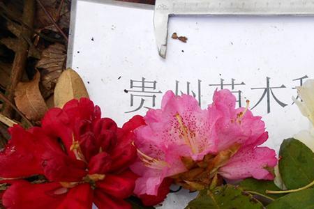 马缨杜鹃移栽为什么活不过五年