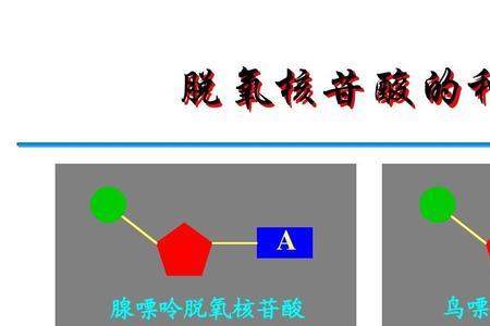 腺嘌呤和鸟嘌呤结构的区别