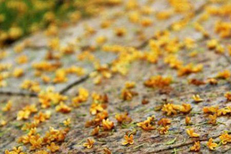桂花发苦还能吃吗