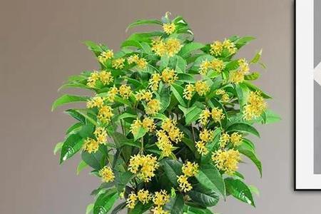满堂红桂花的优缺点