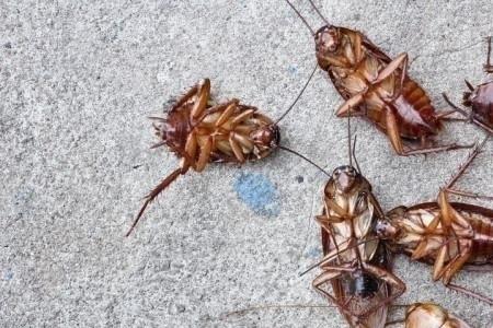 蟑螂是史前生物吗