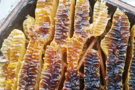 蜂巢里面的黄色干粉颗粒是什么
