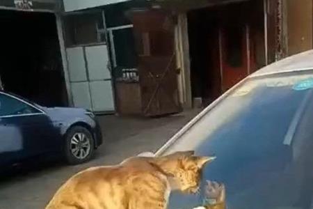 一个猫咪坐在车上的游戏