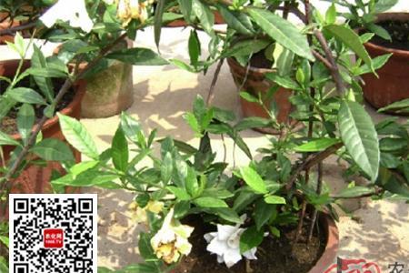 清誉栀子花何时修剪