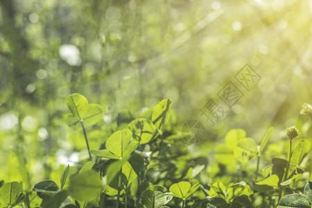 阳光明媚形容什么季节