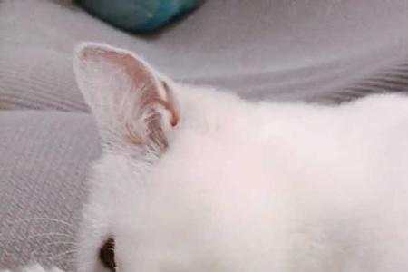 猫咪能吃多少玉米粒
