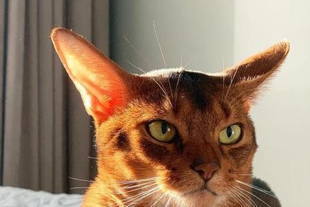 红褐色阿比西尼亚猫怎么配
