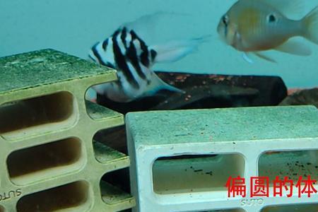 迷你鹦鹉鱼3-4厘米是多大