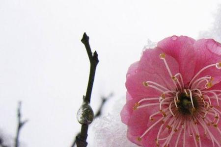 梅花俏是什么意思