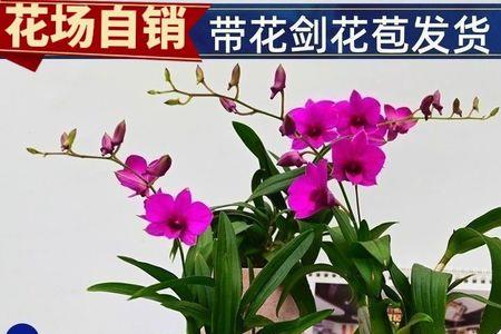 泼墨石斛水培好还是土培好