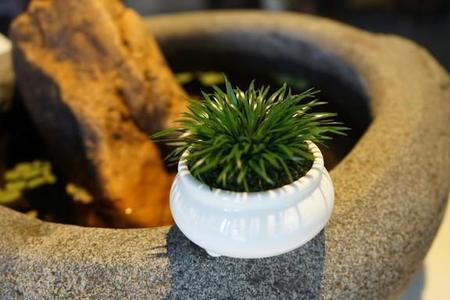 菖蒲能养多久