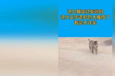 走正步的猫是什么品种