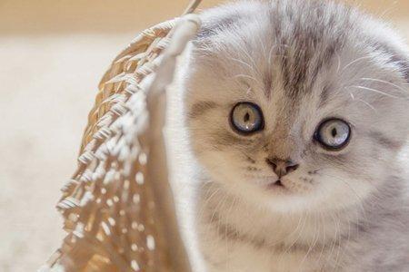 八个月的猫咪智商相当于多大
