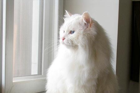 狮子猫长短毛怎么回事