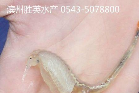 虾虎能喂冻丰年虾卵吗