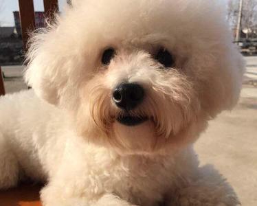 比熊幼犬脚掌多大