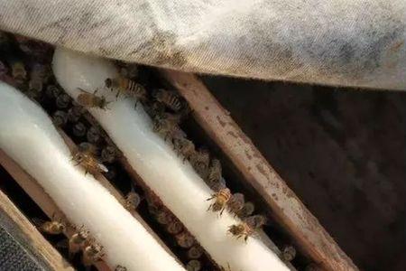 7月份蜜蜂有没有糖