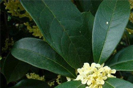 桂花有苦味怎么回事