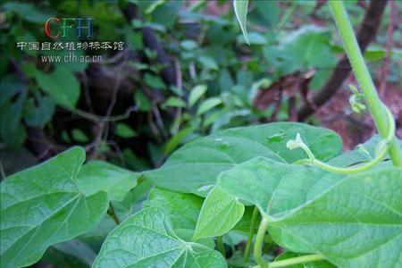 透根藤别名