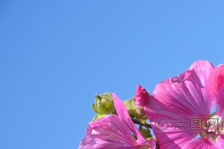 花瓣最少的花