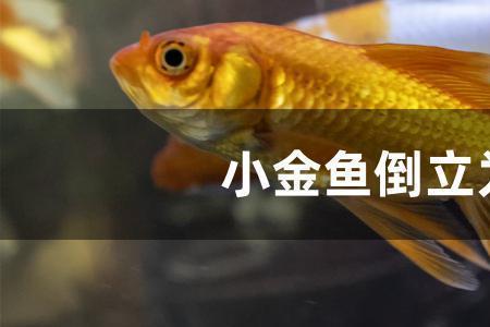鱼倒立怎么补救回来