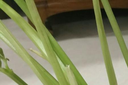 冬天怎样水培芹菜