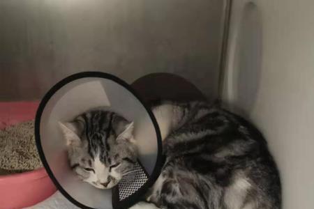 猫咪服用口服疫苗后呕吐
