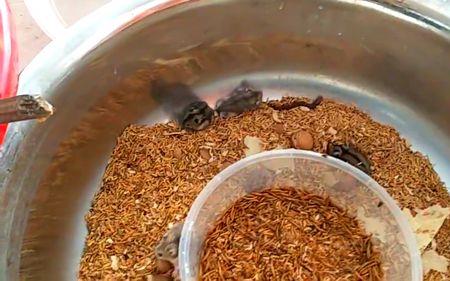 仓鼠吃活面包虫还是面包虫干好