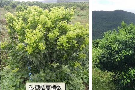 龙眼树控梢多效唑用量多少