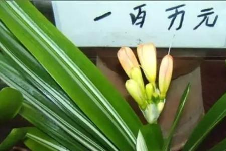 君子兰钻石黑和赤黑的区别